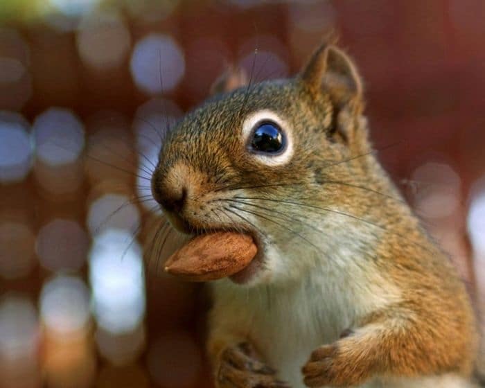 nuts make fat